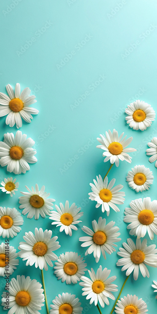 A scattered arrangement of white daisies on a clean, pastel blue background, creating a calming and minimalist floral design, perfect for a serene and elegant visual appeal A scattered arrangement of white daisies on a clean, pastel blue background, creating a calming and minimalist floral design, perfect for a serene and elegant visual appeal