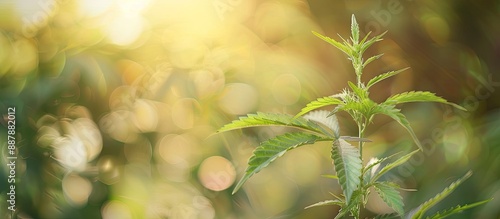 Hemp medical plant with lea...