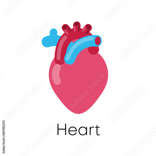 Human heart internal organ with artery and aorta. Flat vector illustration.