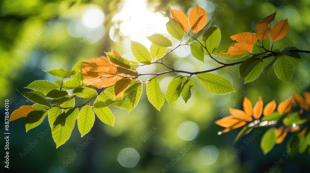 Obraz premium Sunlight filtering through leaves in spring