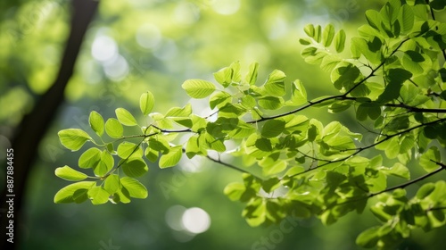 Sunlight filtering through leaves in spring