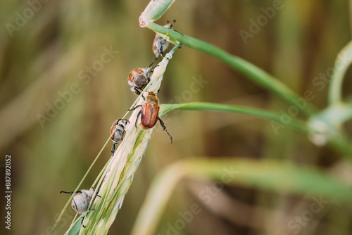 Insects Pest Of Agricultural Crops Grain Beetles On Wheat Ear On Background Of Wheat Field. Bread Beetle, Or Kuzka Anisoplia Austriaca Is Beetle Of Lamellar Family, Dangerous Pest Of Cereals photo