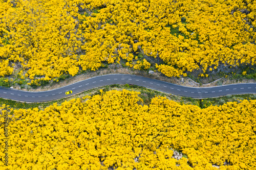 Car on Road on Hill Slope with Blooming Yellow Bushes. Aerial High Angle Drone Shot. Madeira, Portugal