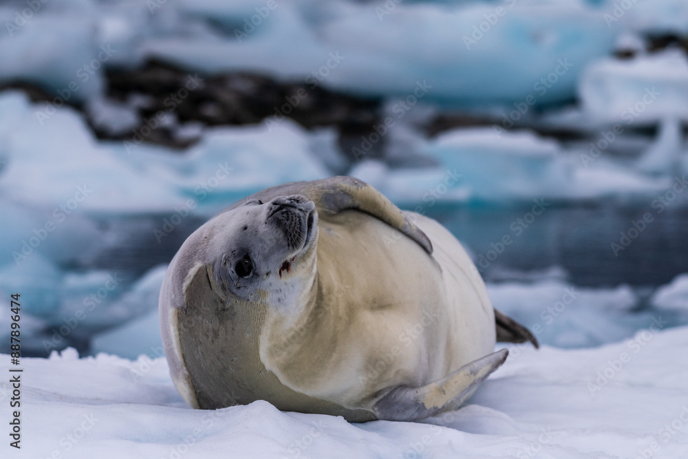 Obraz premium Close-up of a crabeater seal -Lobodon carcinophaga- resting on a small iceberg near the fish islands on the Antarctic peninsula