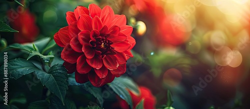 A vibrant red flower bloomi...