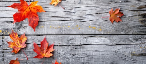Maple leaves on a grey wood...