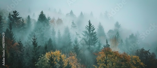 Forest enshrouded in a mood...