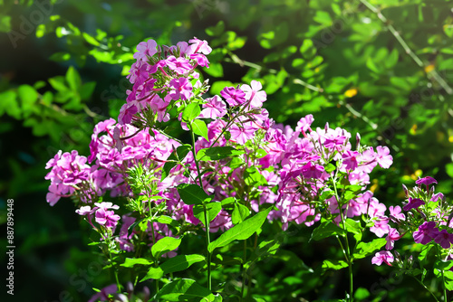 Phlox flowers. Purple Phlox flowers in the garden photo