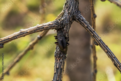  Macro - Forest - Europe, Romania, Suceava region