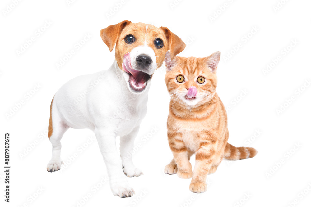 Jack Russell Terrier puppy and Scottish Straight kitten licking together isolated on a white background Jack Russell Terrier puppy and Scottish Straight kitten licking together isolated on a white background