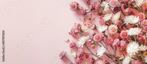 Straw flowers everlasting or paper daisies with a blank area for text in the image. with copy space image. Place for adding text or design