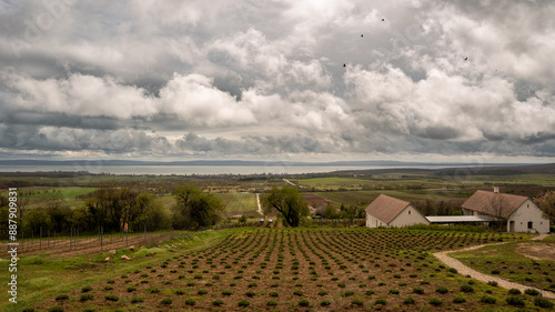 Vineyard on a cloudy day. 