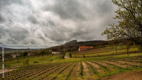 Vineyard on a cloudy day.
