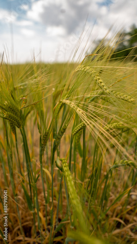 Ear of wheat with a power line in the background. 
