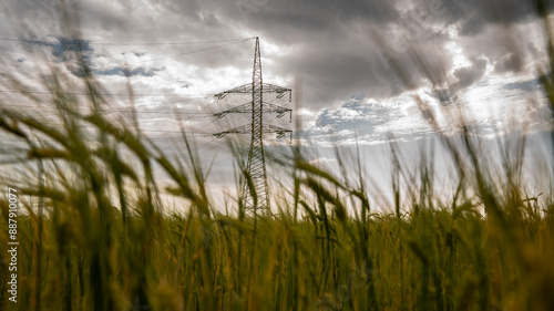Ear of wheat with a power line in the background. 
