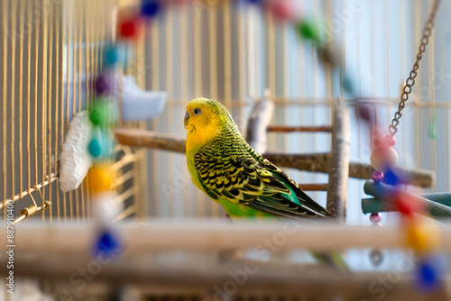 One green and yellow multicolor budgie sitting in cage with some colorful toys and beads