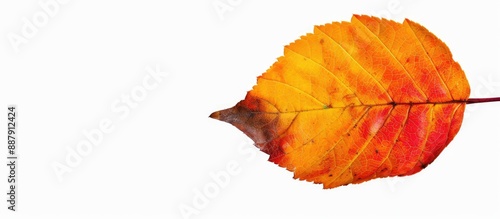 Vivid autumn leaf against w...