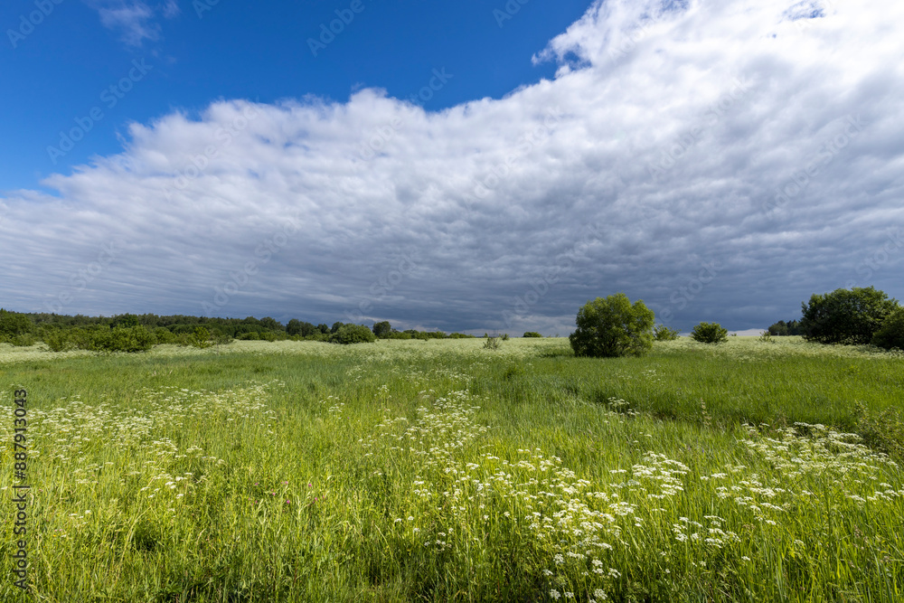 A field of grass with a few trees in the background A field of grass with a few trees in the background