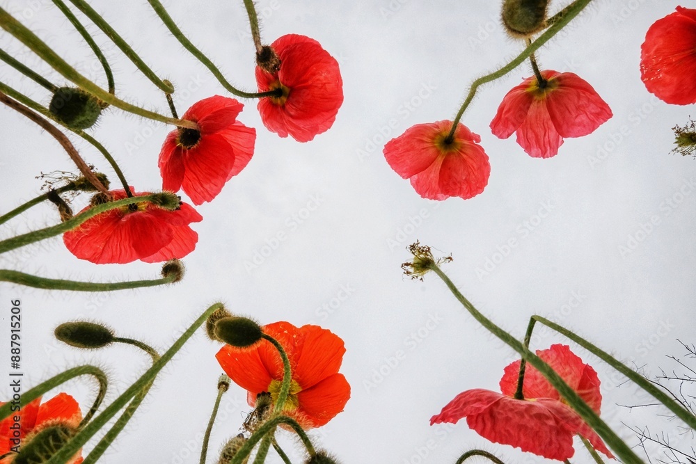 Fototapeta premium Sky and Red Flowers
