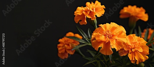 Macro photo of a softly foc...