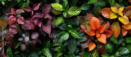 Wallpaper Mural Kroton a favored garden decor plant is a diverse shrub with various leaf shapes and vibrant colors ideal for a copy space image Torontodigital.ca