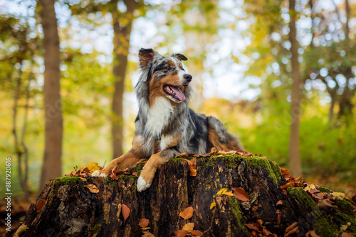 Dog, Lucky Australian Shepherd sitting on a tree trunk in the forest, Pet in Nature, trekking, hiking, travel