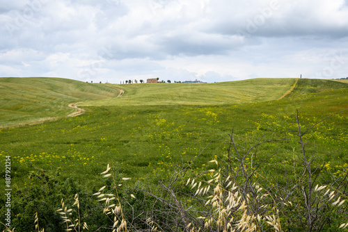 tuscany landscape of hilly fields