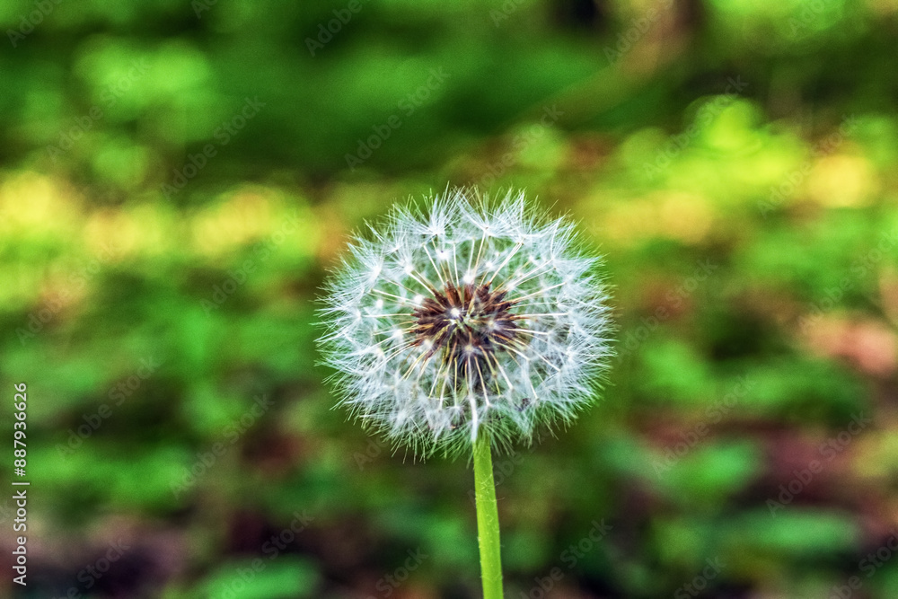 Macro - Forest - Europe, Romania, Suceava region Macro - Forest - Europe, Romania, Suceava region