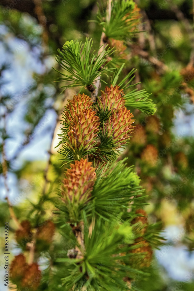 Macro - Forest - Europe, Romania, Suceava region Macro - Forest - Europe, Romania, Suceava region