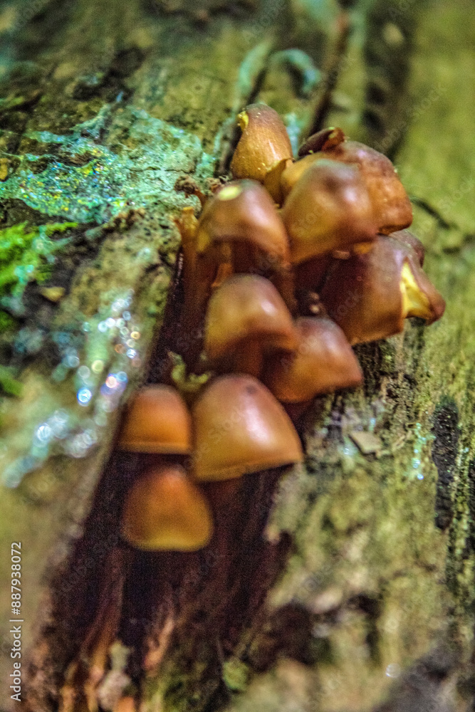 Macro - Forest - Europe, Romania, Suceava region Macro - Forest - Europe, Romania, Suceava region