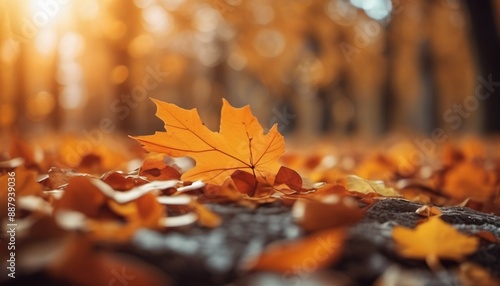 autumn leaves on the ground