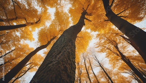 tree in the forest