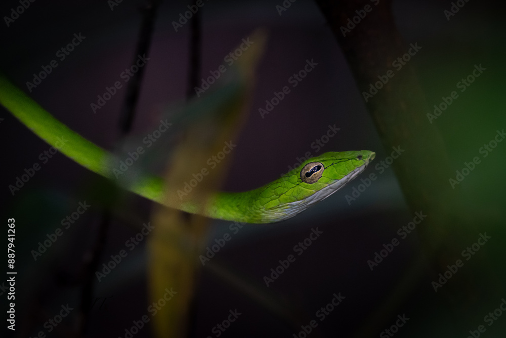 Obraz premium Oriental Whip Snake