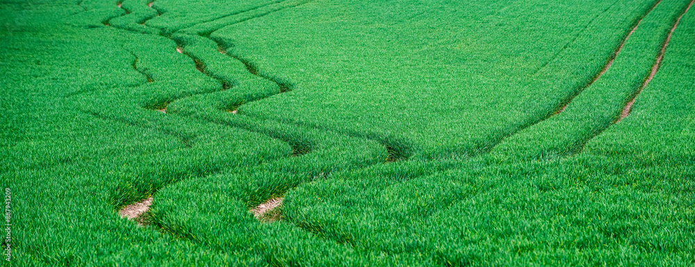 Field with low green grain and tracks left by the tractor Field with low green grain and tracks left by the tractor