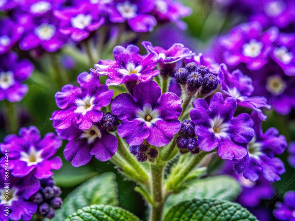 Vibrant purple heliotrope flowers showcased in stunning close-up, delicate petals and intricate veins illuminated, highlighting nature's intricate beauty and subtle color variations. Vibrant purple heliotrope flowers showcased in stunning close-up, delicate petals and intricate veins illuminated, highlighting nature's intricate beauty and subtle color variations.