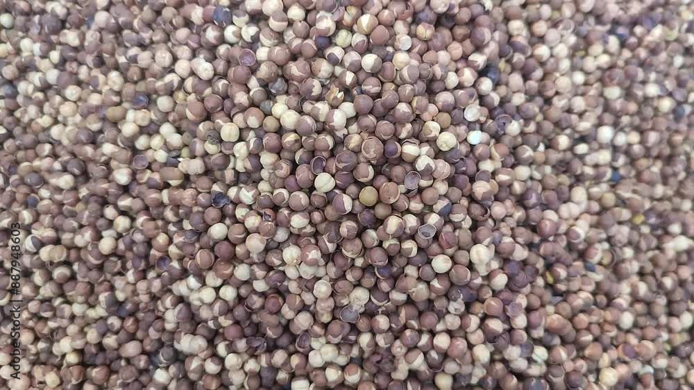 Fried Chickpea. Chola. Chola boot. Chickpea or Chick pea . Cicer arietinum Fried Chickpea. Chola. Chola boot. Chickpea or Chick pea . Cicer arietinum