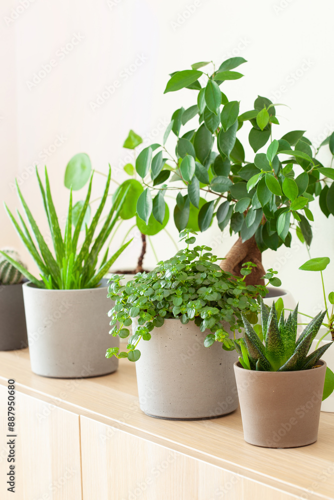 Obraz premium green houseplants cactus succulent aloe vera, pilea depressa, gasteria duval, parodia warasii, ficus