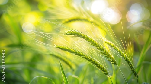 Close up photo of green spikelets with selective focus on natural backdrop