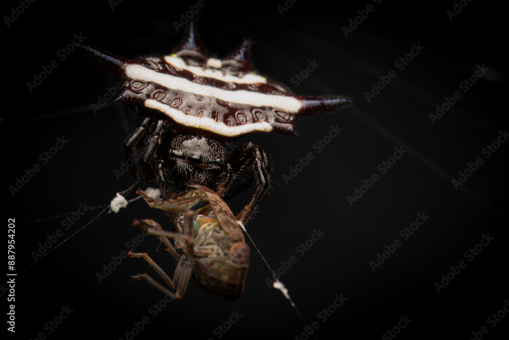 Naklejka premium Spiny Orbweaver