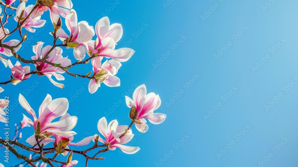 Pink Magnolia Blossoms Against Blue Sky. Pink Magnolia Blossoms Against Blue Sky.