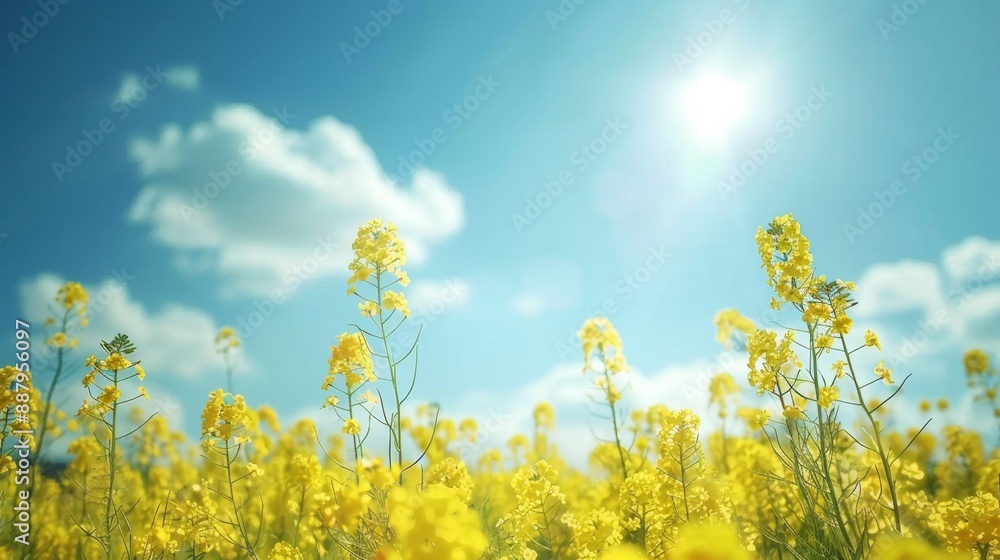 Yellow Flowers in a Field with a Blue Sky. Yellow Flowers in a Field with a Blue Sky.
