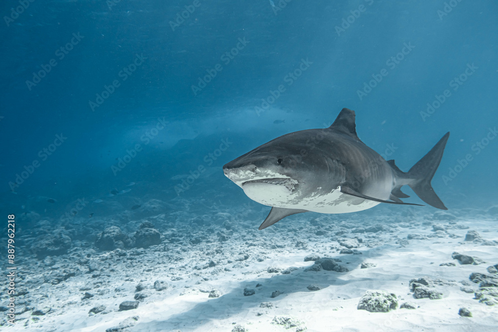 Fototapeta premium Majestic Tiger Shark Swimming in Deep Blue Ocean