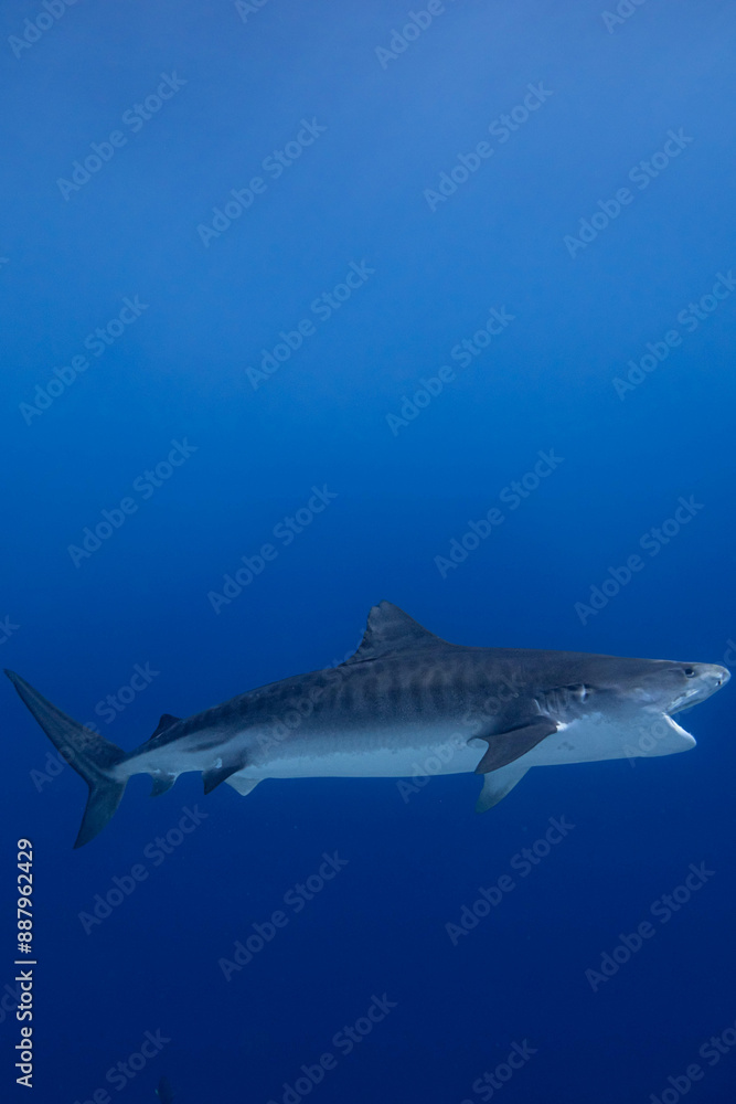 Majestic Tiger Shark Swimming in Deep Blue Ocean Majestic Tiger Shark Swimming in Deep Blue Ocean