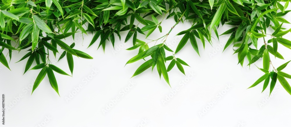 Fototapeta premium Isolated on a white background a vibrant image of fresh green bamboo leaves with copy space
