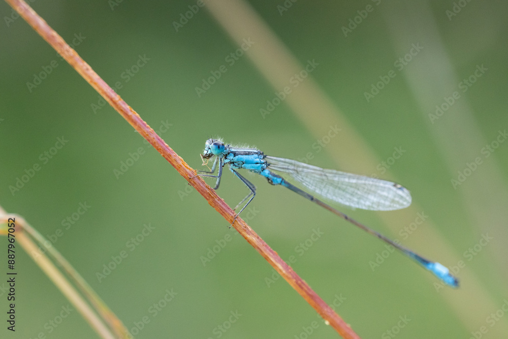 Libelle Libelle