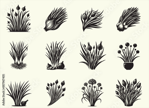 Scallion  Silhouette Vector Illustration