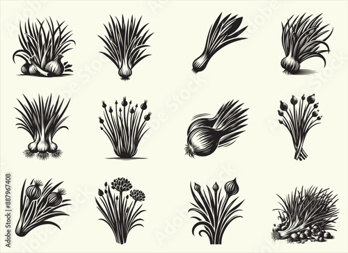 Scallion  Silhouette Vector Illustration