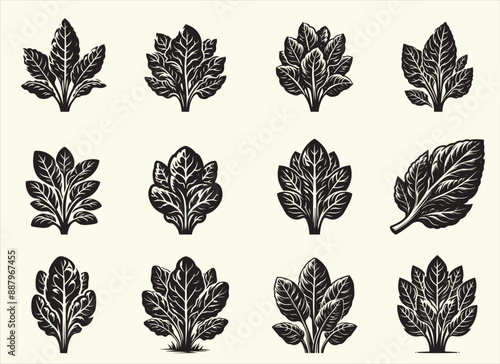 Spinech Silhouette Vector Illustration