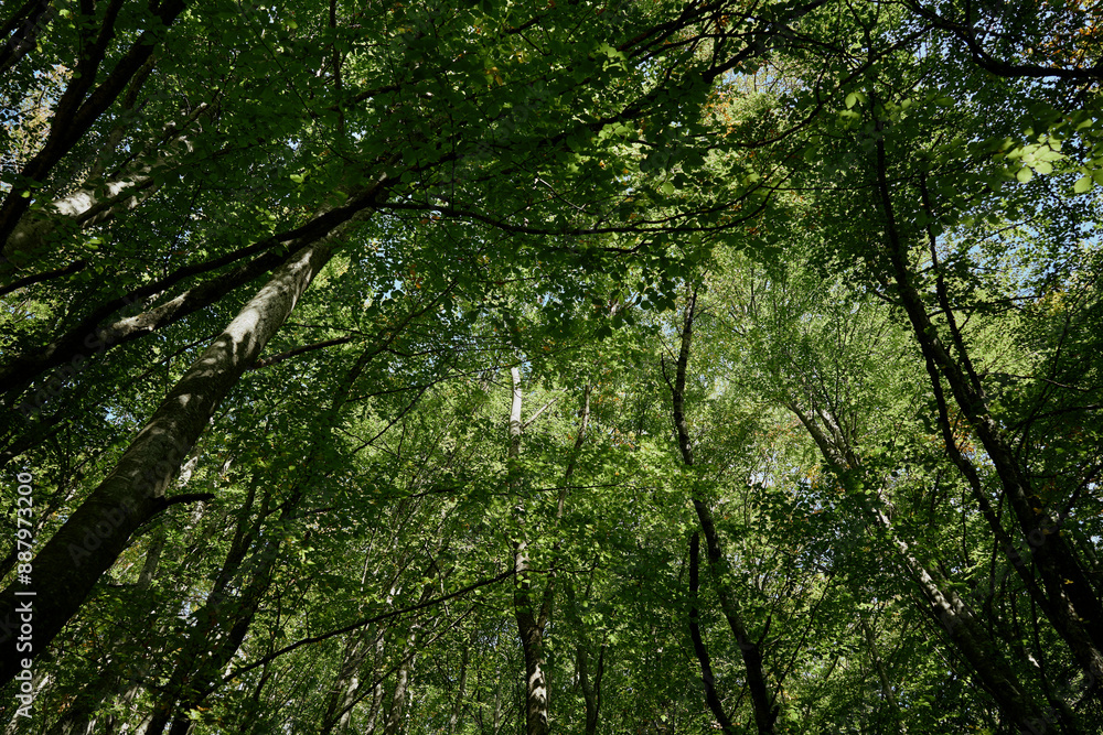 Tranquil Forest Canopy A Peaceful Escape into the Green Serenity of Nature's Beauty and Art Tranquil Forest Canopy A Peaceful Escape into the Green Serenity of Nature's Beauty and Art