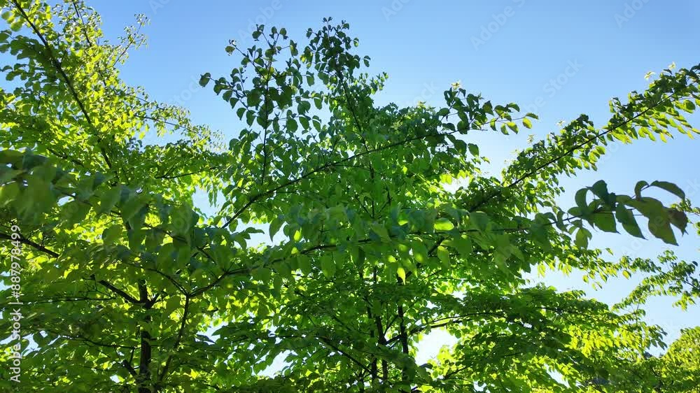 新緑の葉と木漏れ日 新緑の葉と木漏れ日
